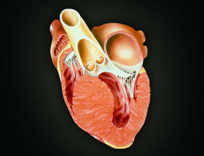  بیماری کاردیو میوپاتی (اختلال التهابی عضله قلب) 